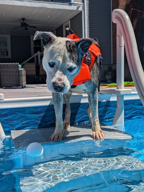View Goldfish the Dog Photo #8