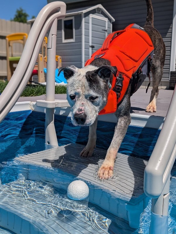 View Goldfish the Dog Photo #5