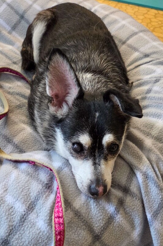 View Googly Eyes the Dog Photo #8