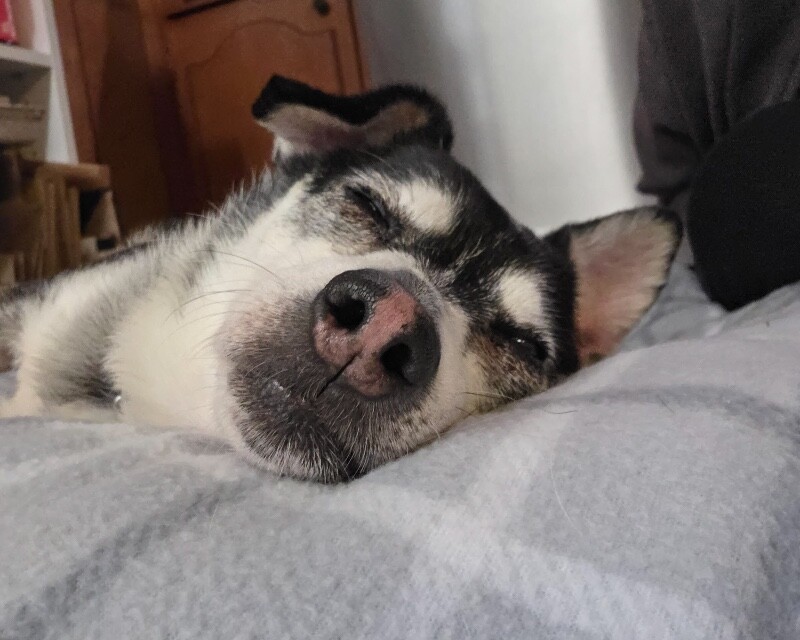 View Googly Eyes the Dog Photo #3