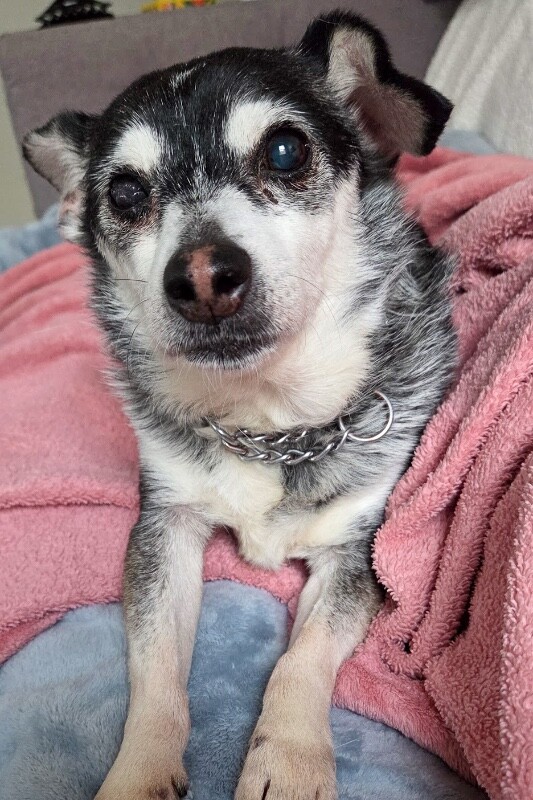 View Googly Eyes the Dog Photo #2