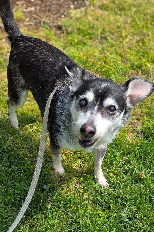 View Googly Eyes the Dog Photo #6