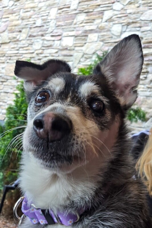 View Googly Eyes the Dog Photo #4