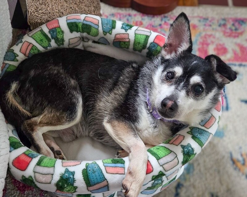 View Googly Eyes the Dog Photo #7