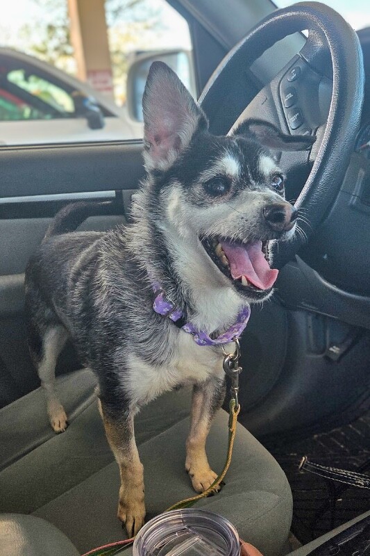 View Googly Eyes the Dog Photo #5