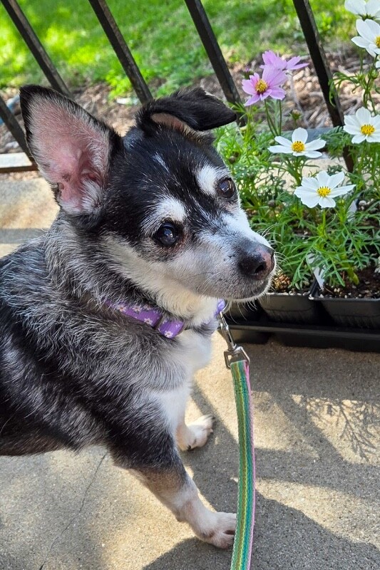 View Googly Eyes the Dog Photo #9