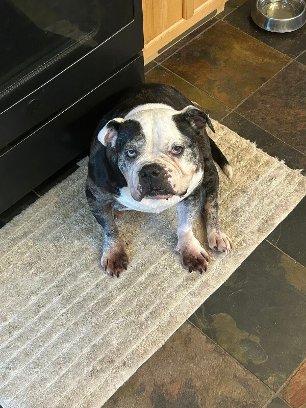 Learn More About Ursula Ursula - Dog