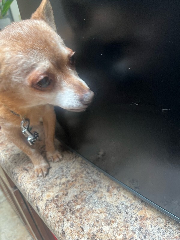 View Railway the Dog Photo #3