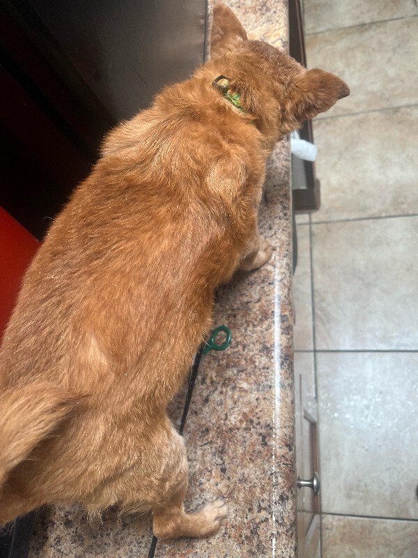 View Railway the Dog Photo #4