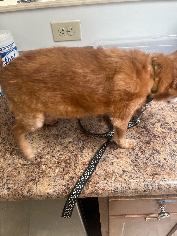 View Railway the Dog Photo #2