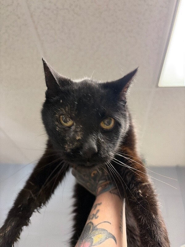 Phoenix - Cat