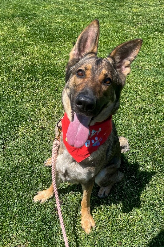 Learn More About Dianda Dianda - Dog