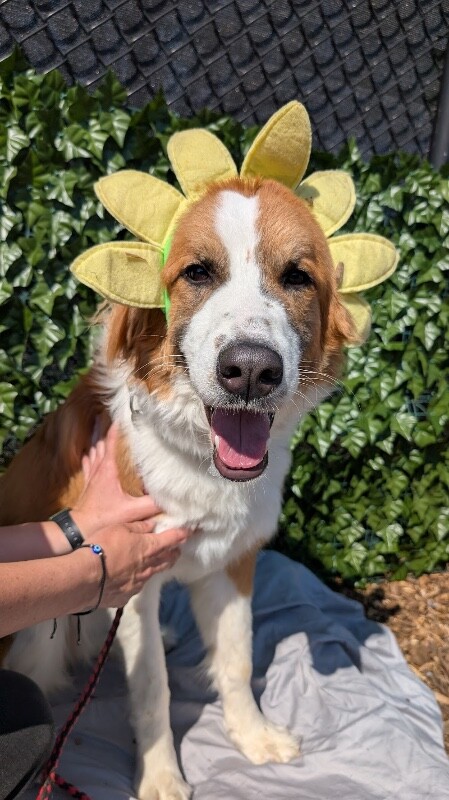 Learn More About Ella Langley Ella Langley - Dog