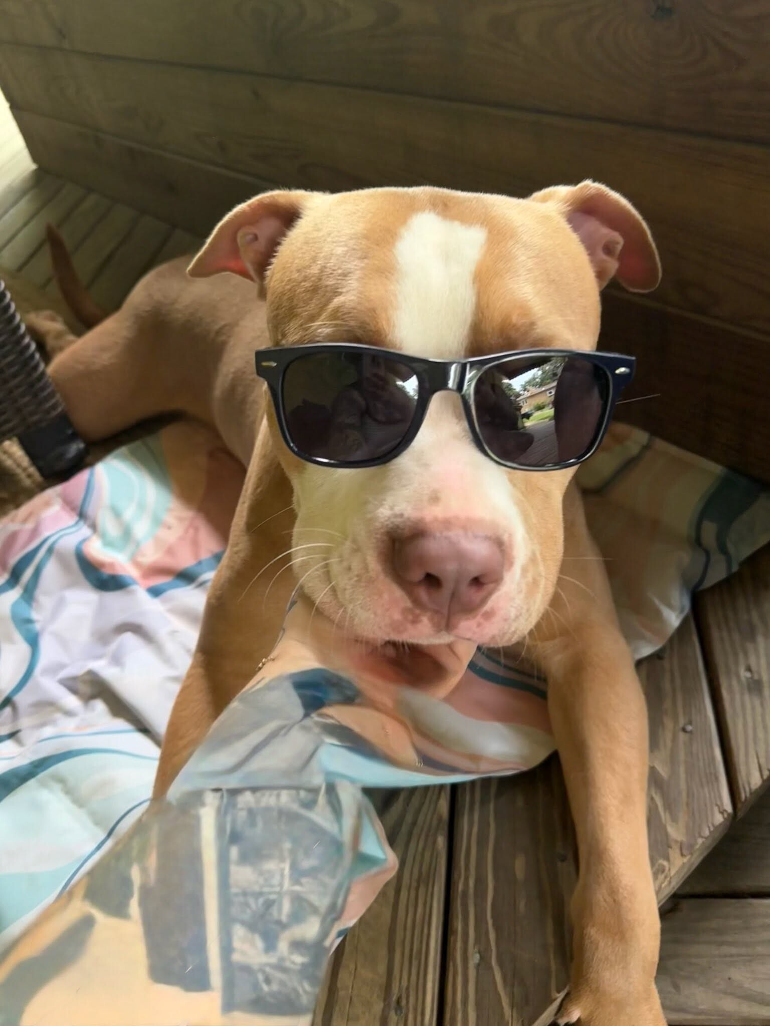 View Tarantino the Dog Photo #6