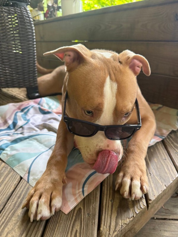 View Tarantino the Dog Photo #16