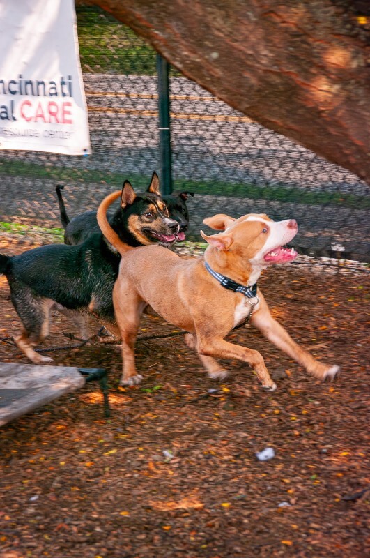 View Tarantino the Dog Photo #5