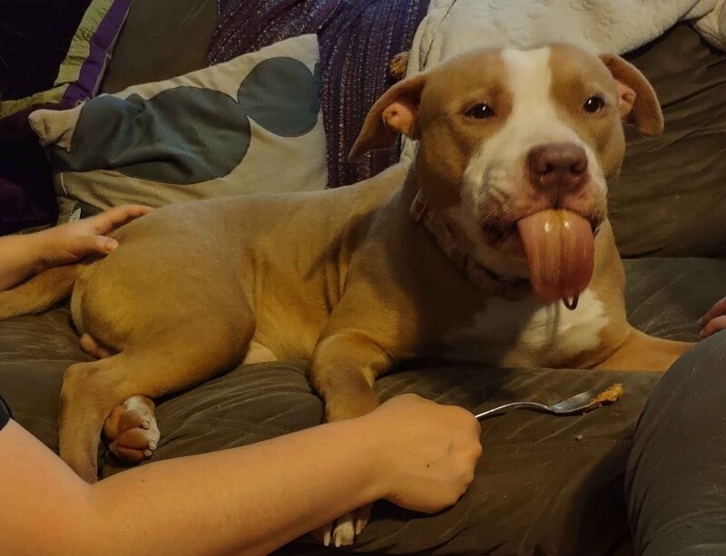View Tarantino the Dog Photo #12