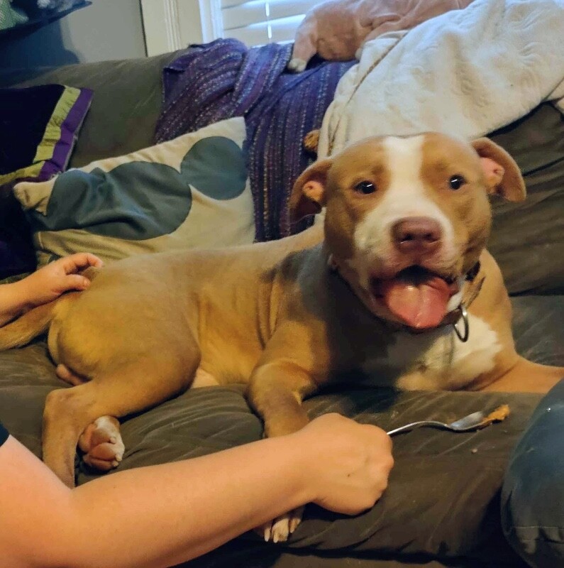 View Tarantino the Dog Photo #11
