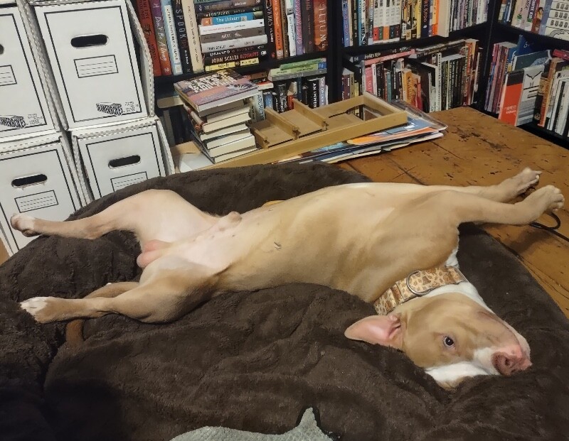 View Tarantino the Dog Photo #9