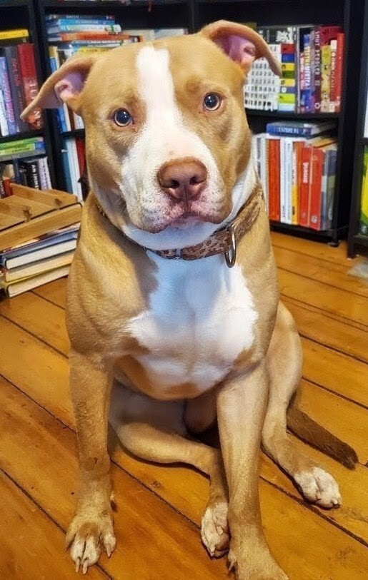 View Tarantino the Dog Photo #10