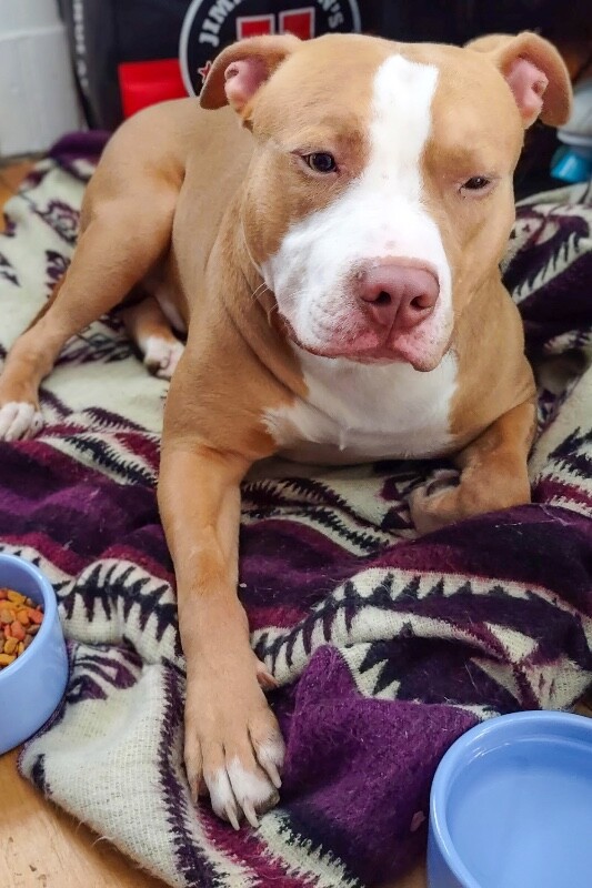 View Tarantino the Dog Photo #7