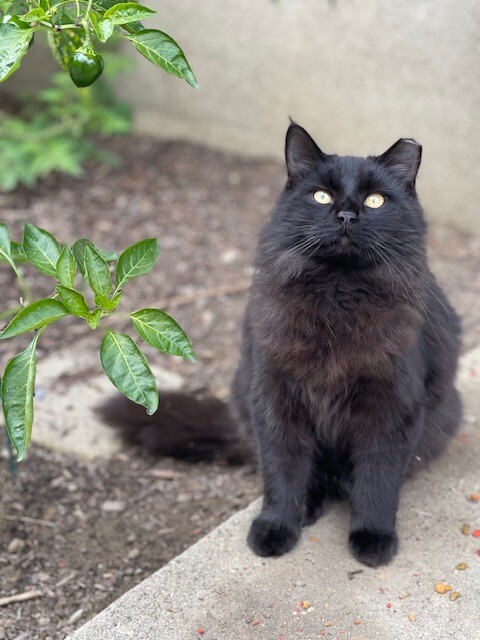 Have You Seen Mac Mittens? Mac Mittens - Cat