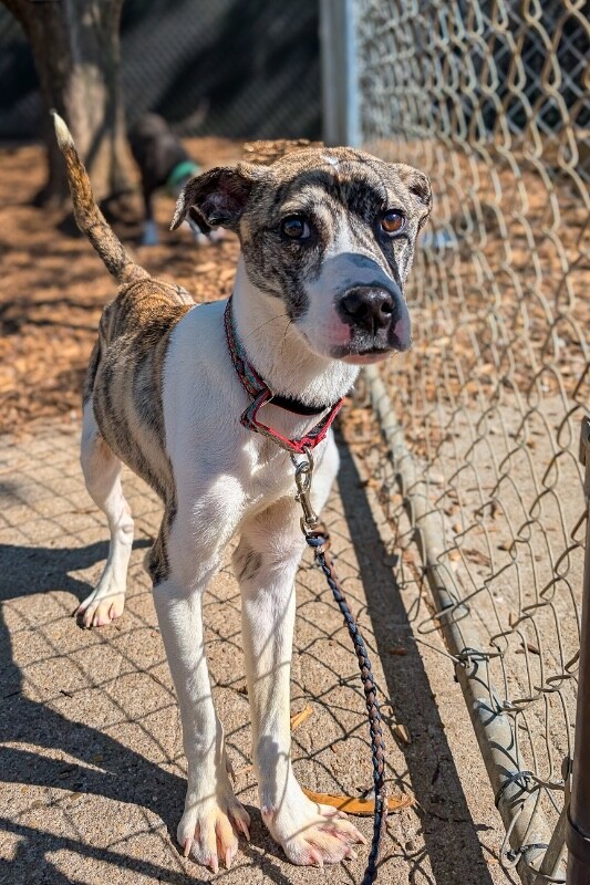 View Disney the Dog Photo #3