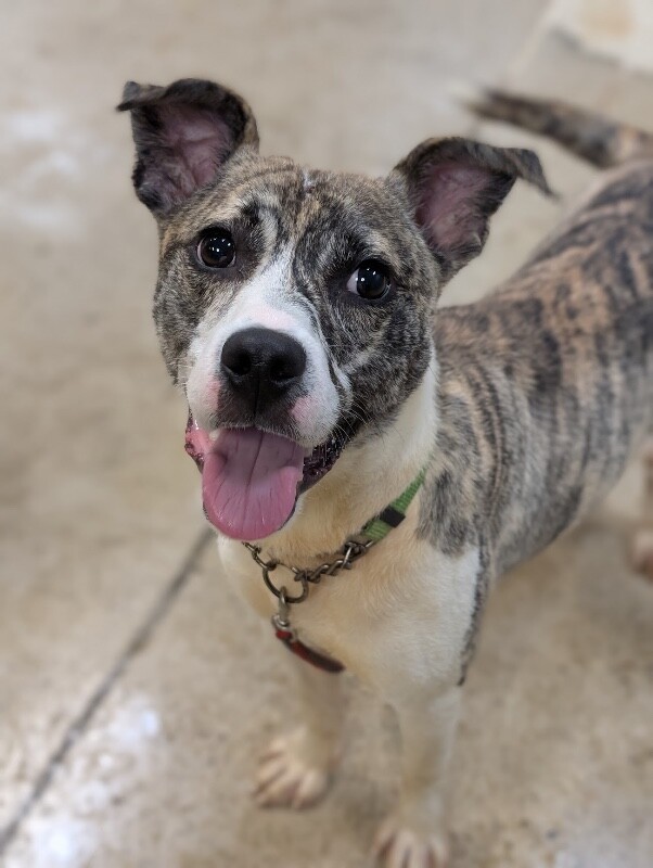 View Disney the Dog Photo #2