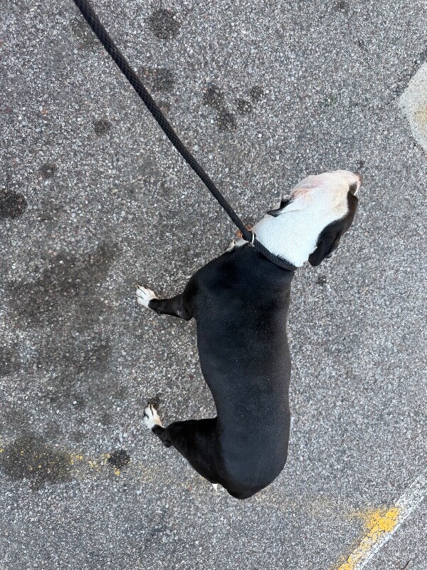 View Beno the Dog Photo #2