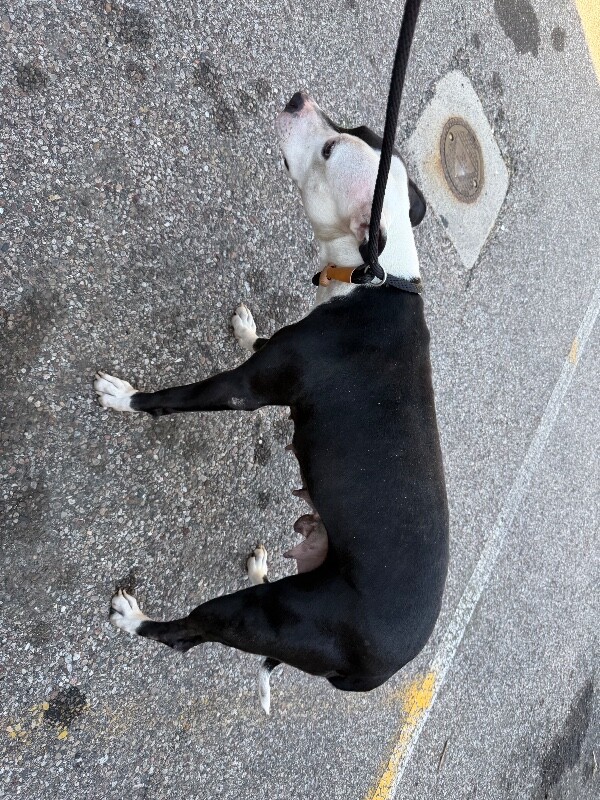 View Beno the Dog Photo #4