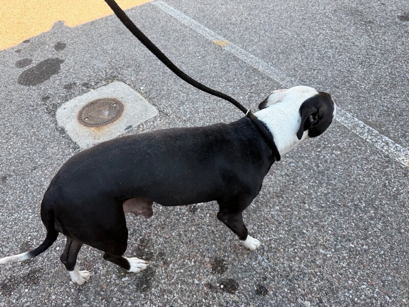 View Beno the Dog Photo #3