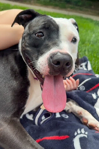 Learn More About Beno Beno - Dog