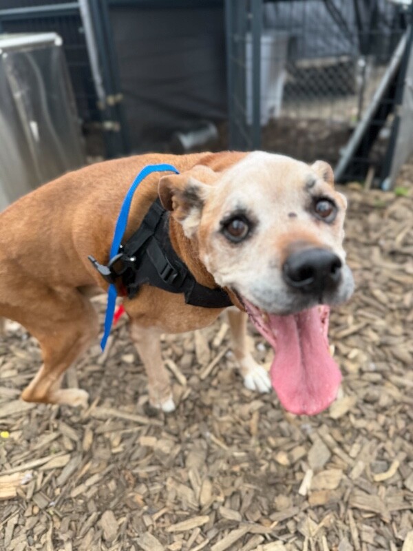 View Rockdale the Dog Photo #3