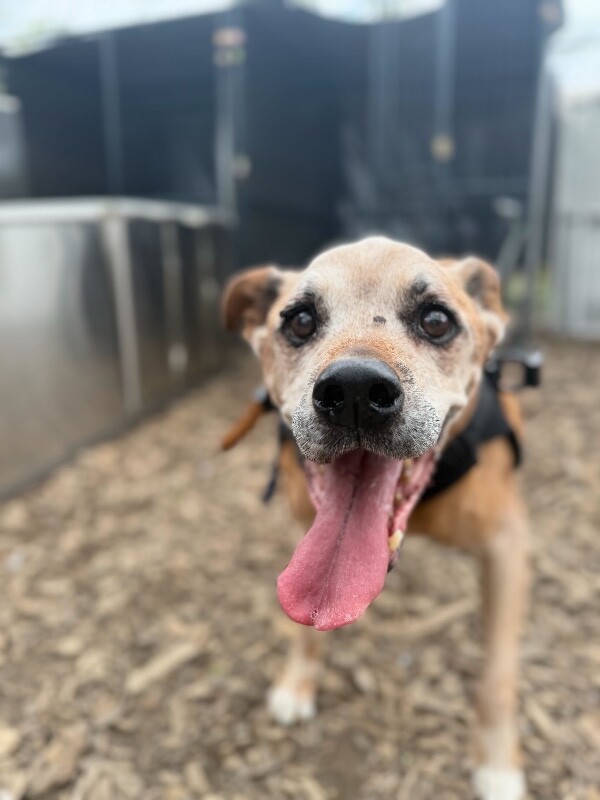 View Rockdale the Dog Photo #2