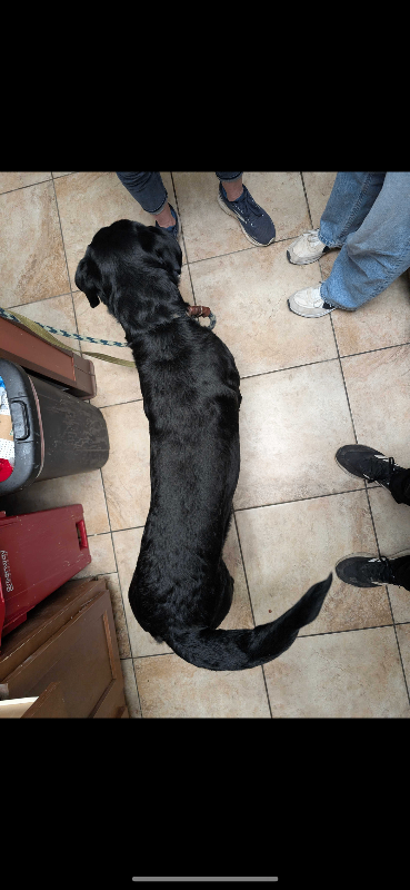 View Peter the Dog Photo #2