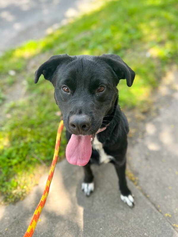 Parker - Dog