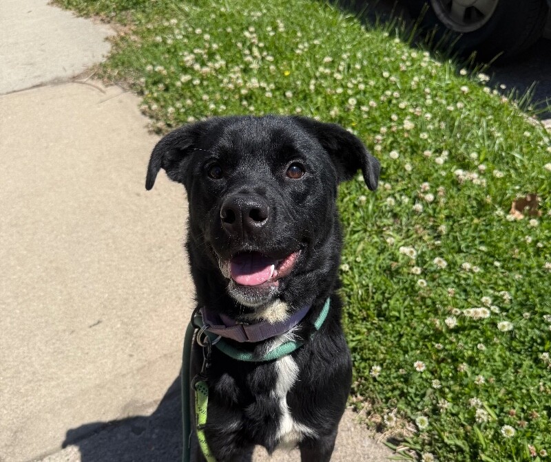 Parker - Dog