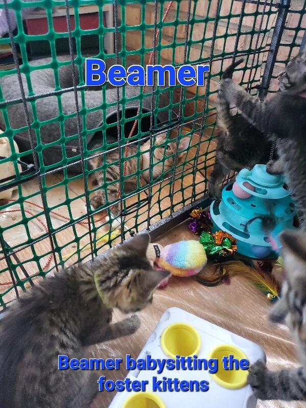 View Beamer the Cat Photo #6