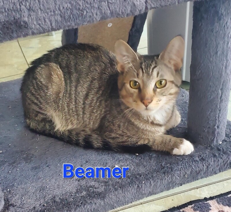 View Beamer the Cat Photo #5
