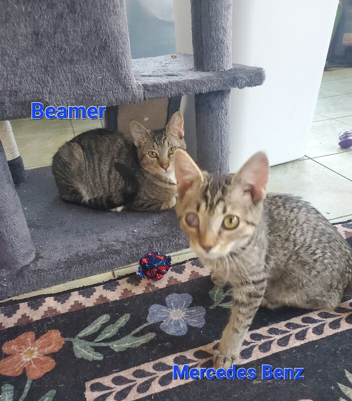 View Beamer the Cat Photo #7
