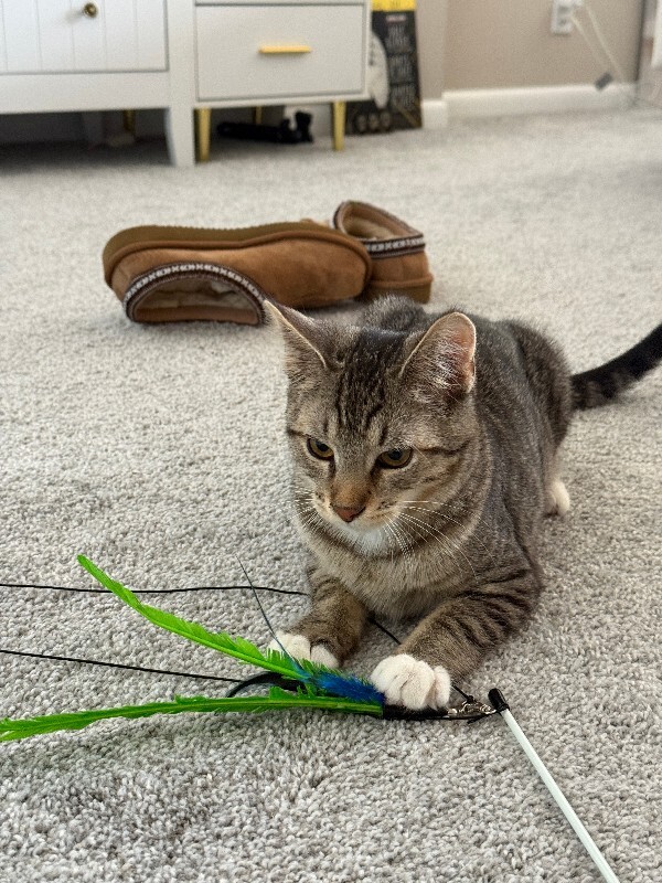 Beamer - Cat