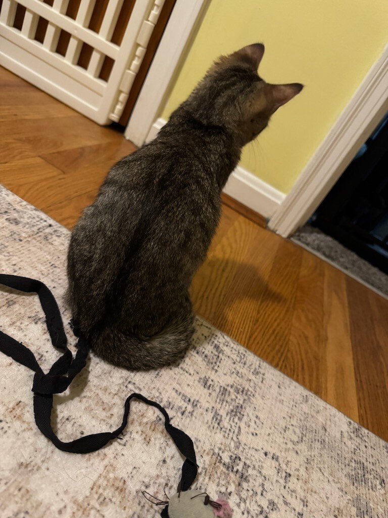 View Lotus the Cat Photo #9