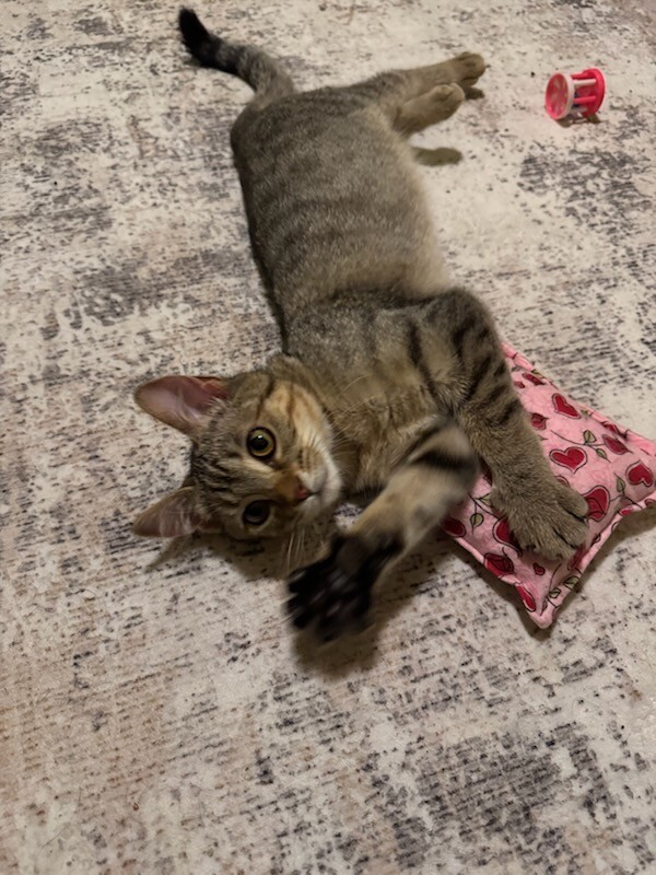 View Lotus the Cat Photo #5