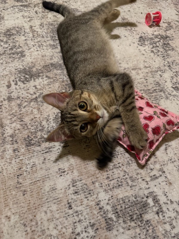 View Lotus the Cat Photo #8