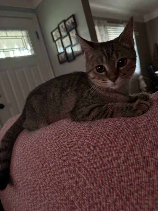 View Lotus the Cat Photo #12