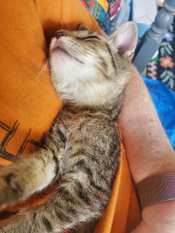 View Mercedes-benz the Cat Photo #4