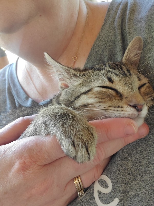 View Mercedes-benz the Cat Photo #5