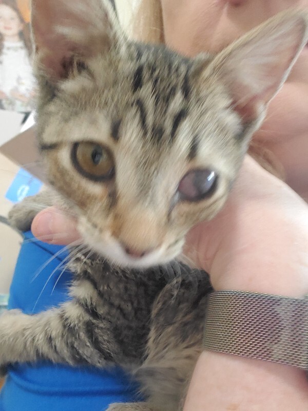 View Mercedes-benz the Cat Photo #6