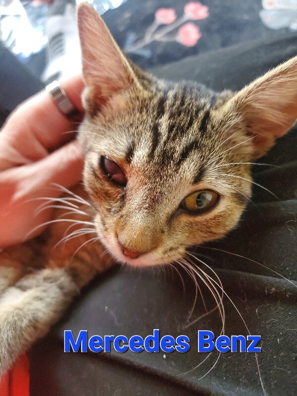 View Mercedes-benz the Cat Photo #8