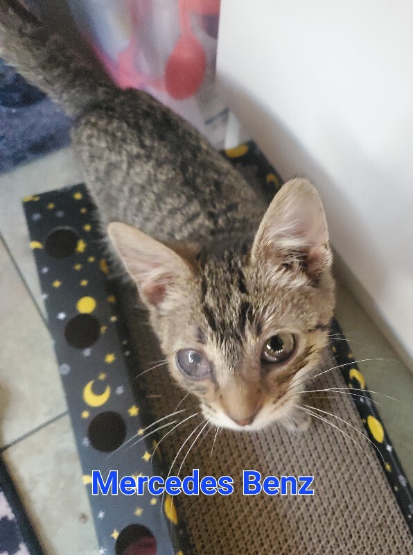 View Mercedes-benz the Cat Photo #3